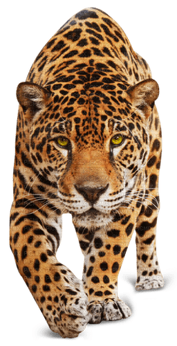 Leopard - PNG gratuit