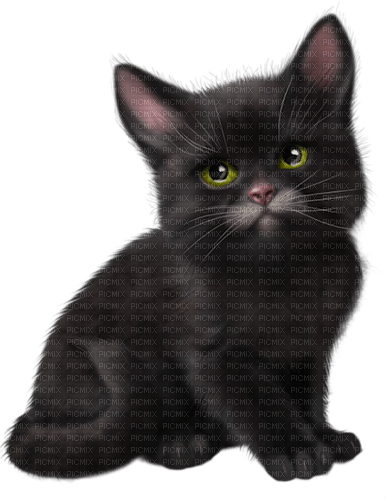 Chat noir:) - 免费PNG