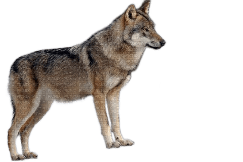 charmille _ animaux _ loups - darmowe png