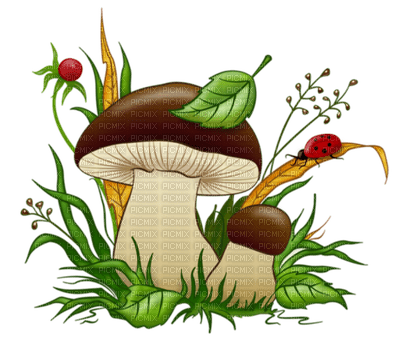 patymirabelle champignon - nemokama png