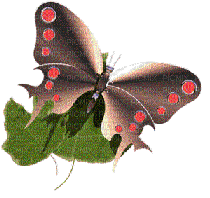 Butterfly on Leaf - GIF animate gratis