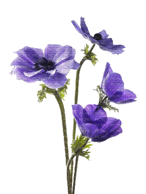 ani-lila-rosa-blomma-blommor - Безплатен анимиран GIF