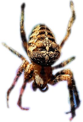 araignée - png gratuito