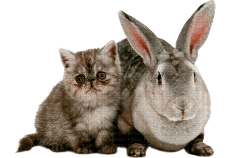 rabbit and cat by nataliplus - безплатен png