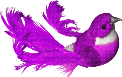 Kaz_Creations Purple Deco Scrap Colours Bird Birds - darmowe png