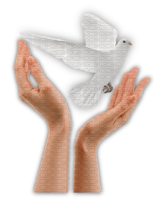 hands, kädet, kyyhky, dove - PNG gratuit
