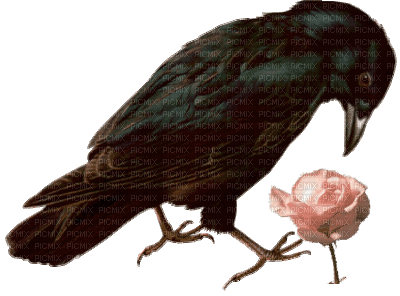 Nina bird - 無料のアニメーション GIF