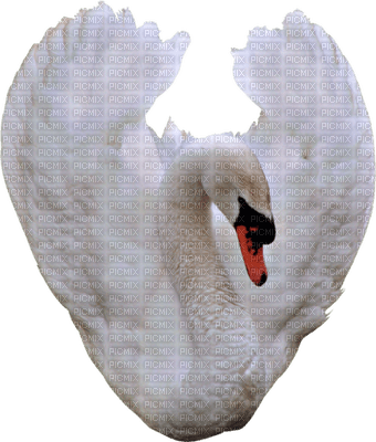 cygne blanc - PNG gratuit