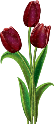 tulipan - png gratis