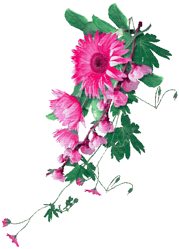 green pink milla1959 - Free animated GIF