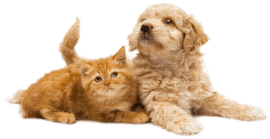 dog cat family - PNG gratuit
