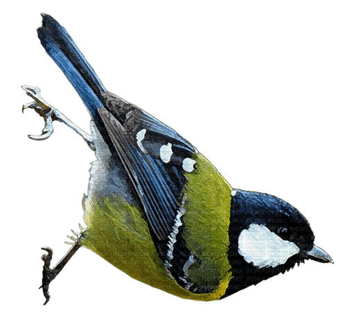 bird - png grátis