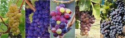 grapes, rypäleet - δωρεάν png
