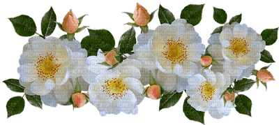 kukka, flower, fleur, ruusu, roses - zdarma png