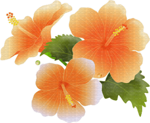 hibiscus Bb2 - δωρεάν png