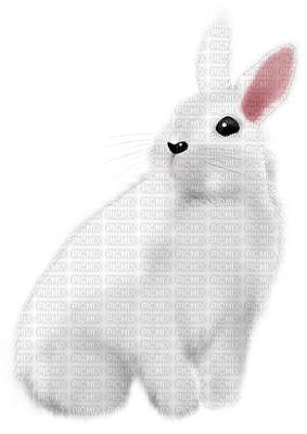 Kaz_Creations Animals Rabbit Hare - zdarma png