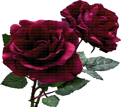 Blue DREAM  70 _Rose flowers - Kostenlose animierte GIFs