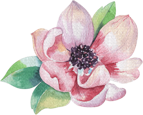 kwiat magnolii - 無料png