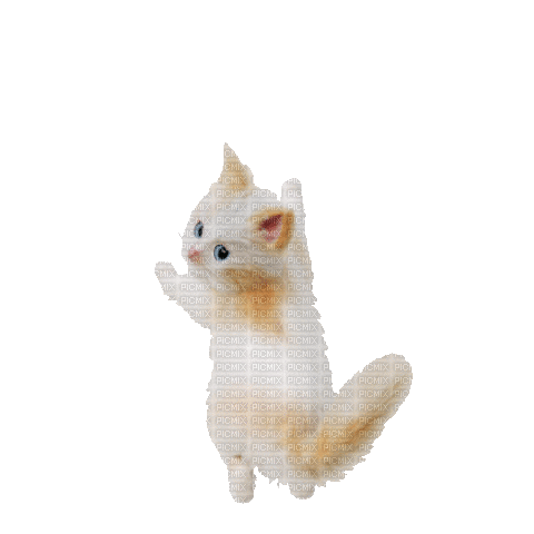 kotě - Darmowy animowany GIF
