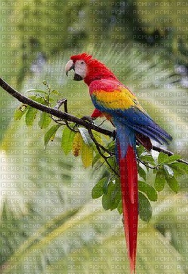 parrot-  Nitsa Papacon - zdarma png