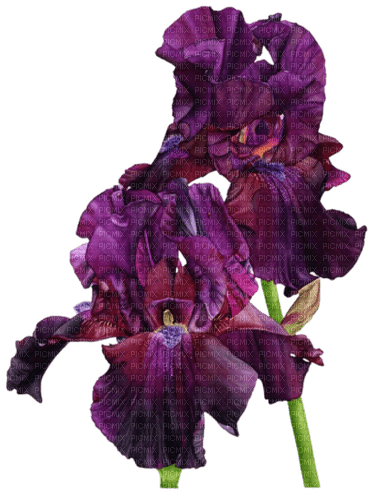 violet iris Bb2 - gratis png