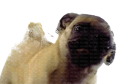 Pug Kisses - Bezmaksas animēts GIF