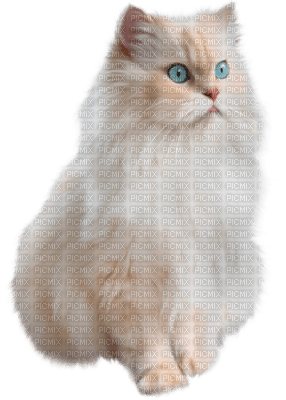 chat - δωρεάν png