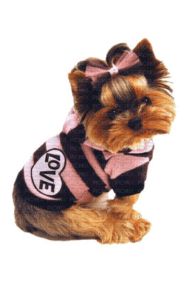 patymirabelle chien yorkshire - nemokama png