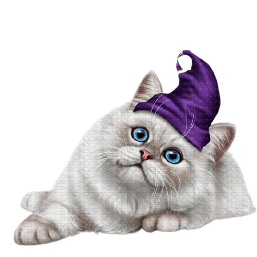 witch cat - gratis png