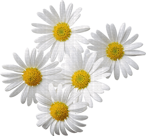 MMarcia flores fleurs deco - PNG gratuit