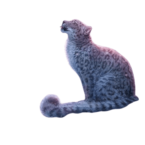 snow leopard - Free PNG