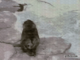 animal - Δωρεάν κινούμενο GIF