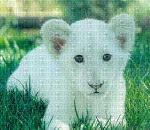 lionceau blanc - δωρεάν png
