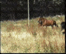 cheval - Gratis animerad GIF