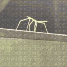 og stickbug - 無料のアニメーション GIF
