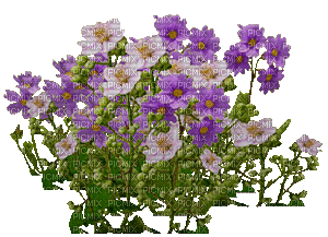 kwiaty - 無料のアニメーション GIF
