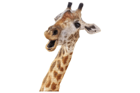 Kaz_Creations Giraffe - kostenlos png