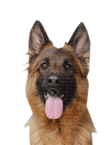 berger allemand - 免费PNG