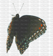 papillon ( - GIF animé gratuit