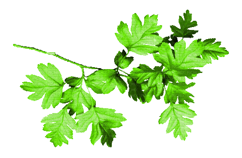 Branch.Leaves.Green.Animated - KittyKatLuv65 - Ingyenes animált GIF
