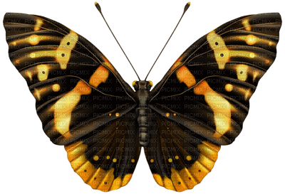 Kaz_Creations Butterfly - darmowe png