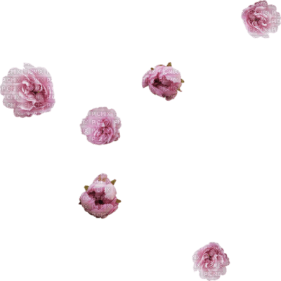 flowers - фрее пнг