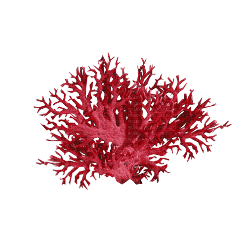 coral reef Bb2 - png grátis