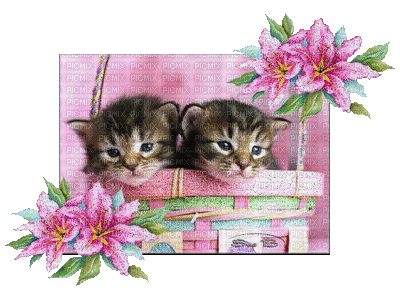 deux chatons .. - Free animated GIF