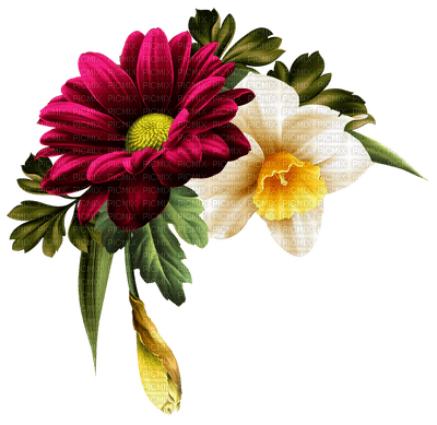 fleurs - darmowe png