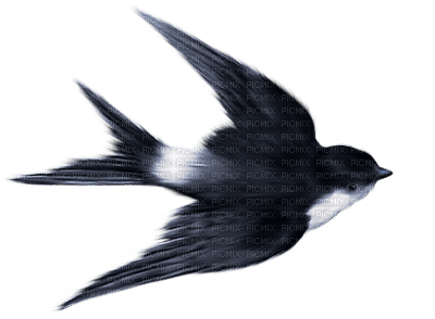 Oiseau - ücretsiz png