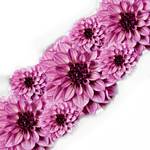 flowers fleurs pink - zadarmo png