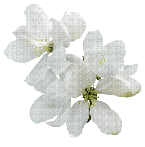 Spring Blossom - ingyenes png
