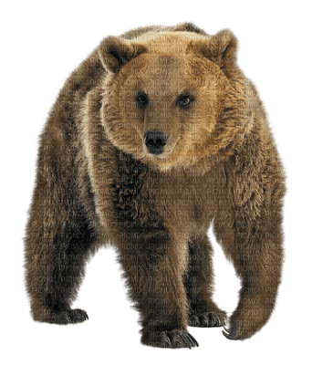 björn-djur - gratis png