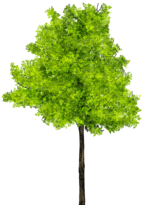 träd--tree - δωρεάν png